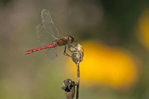 Images Dated 5th September 2013: Vagrant Darter Dragonfly sunning itself on flower