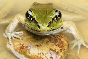 Vaillants Frog (Rana vaillanti)