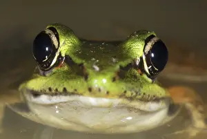 Vaillants Prints: Vaillant's Frog San Cipriano Reserve, Cauca, Colombia