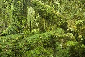 Valdivian Rainforest - lush and moss-covered Valdivian
