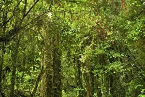 Valdivian Rainforest - lush temperate rainforest