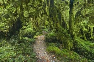 Valdivian Rainforest - a small foot path leading