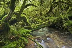 Patagonia Prints: Valdivian Temperate Rainforest - creek with moss-covered rocks in dense