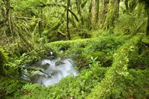 Valdivian Temperate Rainforest - creek with moss-covered rocks in dense and lush forest- Bosque Encantada - Enchanted Forest - Carretera Austral - Queulat National Park - Chile - South America