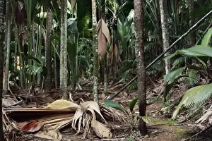 La Digue Prints: Valle de Mai National Park - Praslin - Seychelles