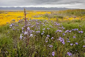 Floweriest Prints: Valley Larkspur with Fremont's Phacelia and other flowers, Carrizo Plain, California