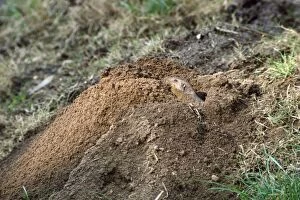Valley Pocket Gopher - punching dirt from burrow