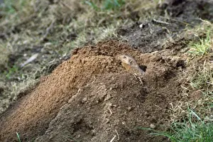 Working Prints: Valley Pocket Gopher - punching dirt from burrow