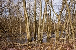 Images Dated 3rd December 2010: Valley woodland of Eastern Cottonwood / Poplar trees along the Mohawk River, near Albany