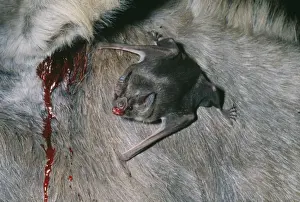 Scary Prints: Vampire Bat AW 2900 Sucking blood from Donkey © Adrian Warren / ARDEA LONDON