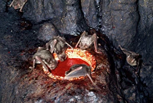 Images Dated 5th February 2014: Vampire Bat - drinking blood