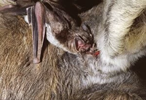 Images Dated 20th January 2009: Vampire Bat - feeding on a donkey, Trinidad