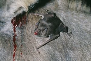Clinging Gallery: Vampire BAT - feeding, drinking blood from Donkey