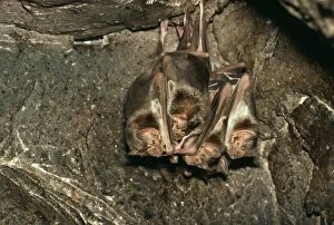 Roosting Gallery: VAMPIRE BATS - Roost in cave. Periodical ecto parasite