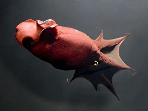Images Dated 13th October 2004: Vampire Squid. California USA