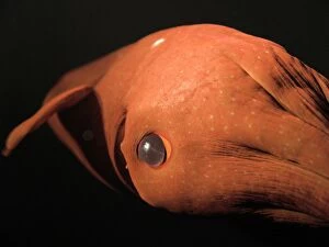 Images Dated 13th October 2004: Vampire Squid - Close-up of eye