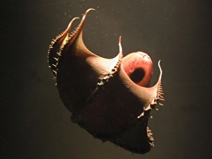 Images Dated 13th October 2004: Vampire Squid. Going into 'pineapple' defence posture. California USA