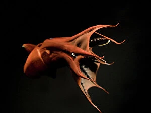Protection Collection: Vampire Squid. Going in to 'pineapple' defensive posture. California USA