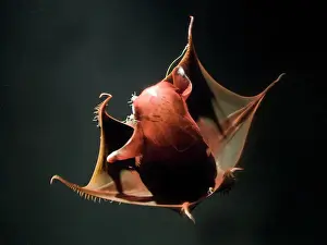 Protection Prints: Vampire Squid. Going in to pineapple defensive posture. California USA