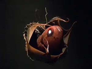 Vampire Squid. Going in to pineapple defensive posture. Photophore illuminated. California USA