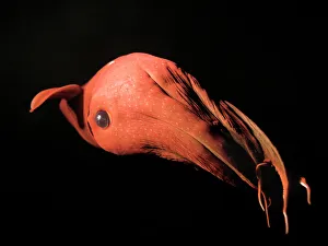 Images Dated 13th October 2004: Vampire Squid - Monterey - California - USA - Small white discs / Dots are Photophores - Light
