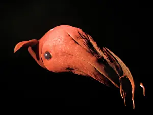 Mollusc Prints: Vampire Squid - Monterey - California - USA - Small white discs / Dots are Photophores - Light producing organs - Deep