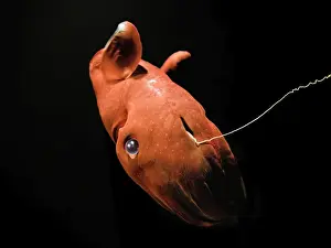 Vampire Squid - Monterey - California - USA - Small white discs / Dots are Photophores - Light producing organs - Deep sea 600-900mtrs/2-3000 ft in the oxygen minimum zone - It is currently the only animal in the order Vampyromorphida