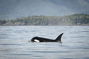 Vancouver Island, Clayoquot Sound. Orca