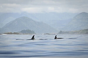 Vancouver Island, Clayoquot Sound. Orcas