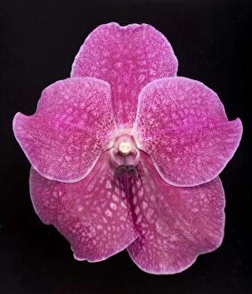 Images Dated 22nd November 2007: Vanda Orchid