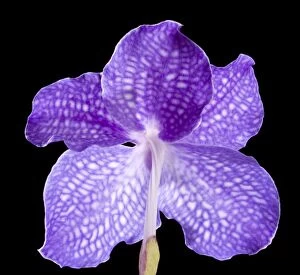 Images Dated 23rd November 2007: Vanda Orchid - Back view of the flower
