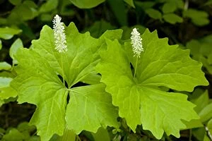 Vanilla Leaf - dried leaves smell of vanilla