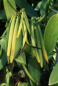 Images Dated 28th November 2006: Vanilla Pods