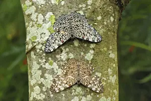 Variable Cracker Colombia