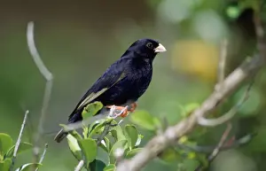 Variable Indigobird