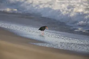 Variable Oystercatcher - on beach - Rogers Road Beach, Ohinepanea, southeast of Te Puke, North Island, Island, New Zealand