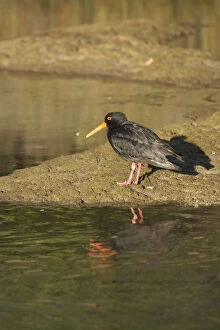 Images Dated 18th November 2010: Variable Oystercatcher (Haematopus unicolor)
