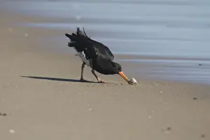 Oystercatcher Prints: Variable Oystercatcher - opening a tuatua At Rogers Road Beach