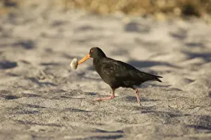 Oystercatcher Prints: Variable Oystercatcher - with a tuatua shellfish which it has just probed into the beach to capture