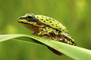 Images Dated 2nd February 2010: Variable Reed Frog - adult male on a leaf