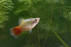 Images Dated 27th October 2005: Variatus Platy / Variegated Platy – male side view by weeds –s America UK