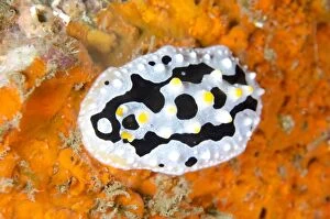 Images Dated 8th January 2014: Varicose Phyllidia Nudibranch on orange coral Nudi