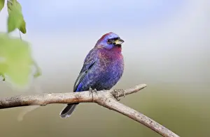 Buntings Prints: Varied Bunting. Nayarit Mexico in March