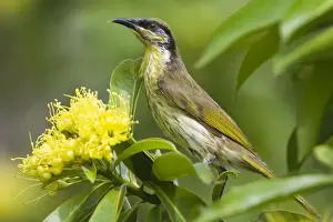 Honeyeater Prints: Varied Honeyeater This is a mangrove species restricted to eastern Queensland from Cape York to 20deg South
