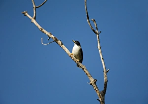 Images Dated 30th December 2006: Varied Sitella / White-winged Sitella. This subspecies found in the Kimberley