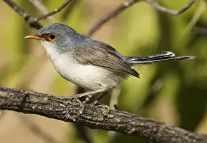 Variegated Fairy-wren Female of the subspecies rogersi previously a full species known as Lavender-flanked Fairy-wren and restricted to rocky sandstone escarpments