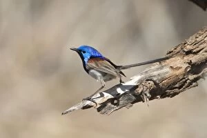 Variegated Fairy-wren - male perched
