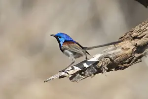 Variegated Fairy-wren, male perched. Previously known as Purple-backed Fairy-wren. This subspecies inhabits drier country such as spinifex with associated shrubbery. Also in mallee and mulga and along dry tree-lined watercourses