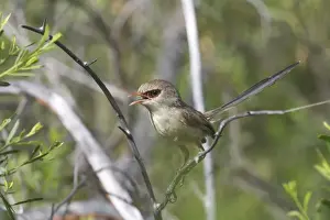 Fairy Wren Prints: Variegated Fairywren - female. At Lajamanu an aboriginal community on the northern edge of the Tanami Desert