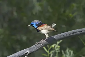 Variegated Fairywren - Male with new tail starting to grow. At Lajamanu an aboriginal community on the northern edge of the Tanami Desert. Northern Territory, Australia